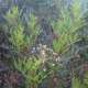 ...il terebinto (�parente� del pistacchio)...